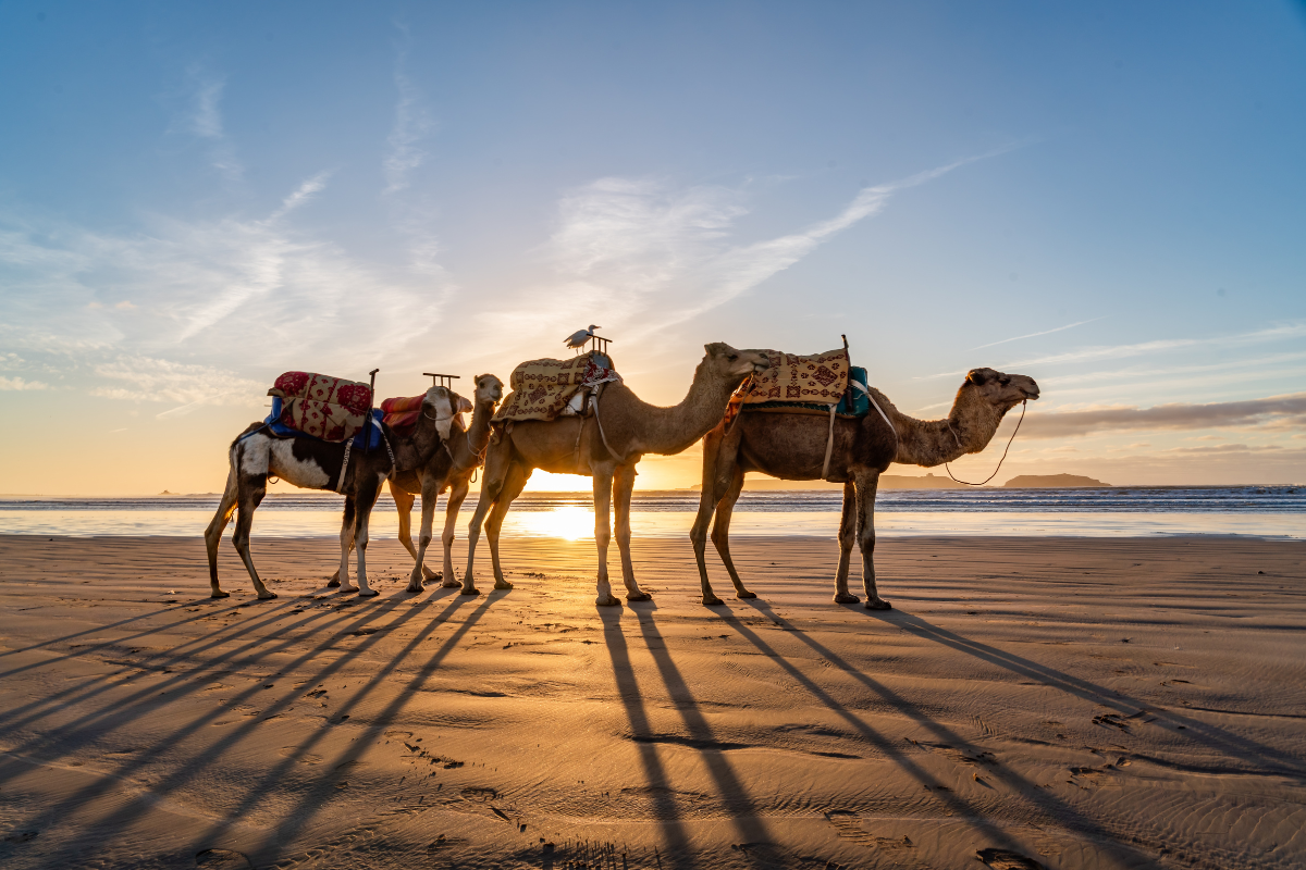 Sacred rythme retreat - Location (photos intro) Resort, Essaouira